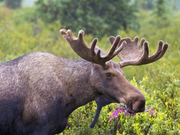 Alaska wildlife holidays