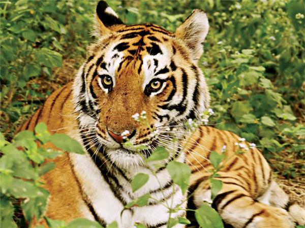 Family vacation to India, sightseeing and safari
