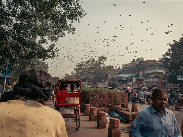 Family vacation to India, sightseeing and safari