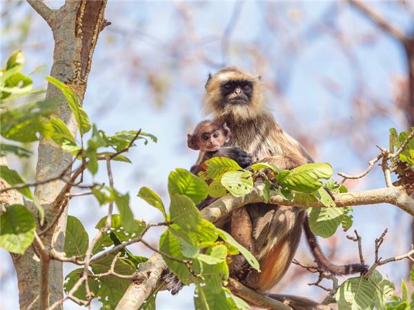 Family vacation to India, sightseeing and safari