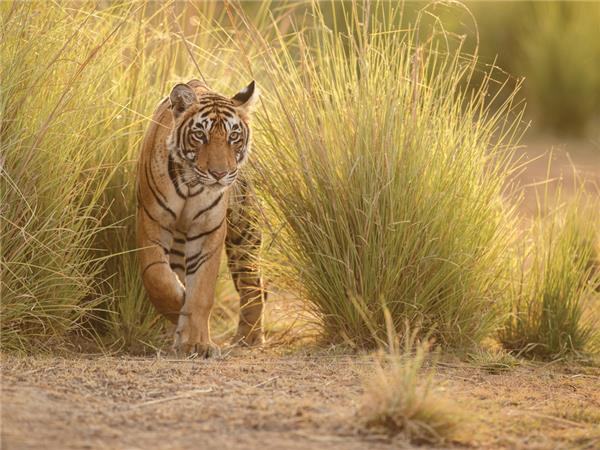 Family vacation to India, sightseeing and safari