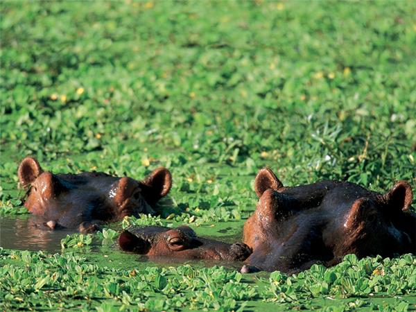 Okavango Delta safari in Botswana