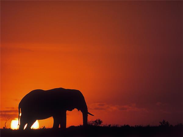 Okavango Delta safari in Botswana