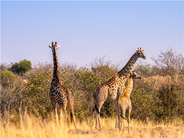 Okavango Delta safari in Botswana