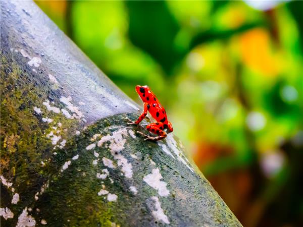 Costa Rica & Panama tour