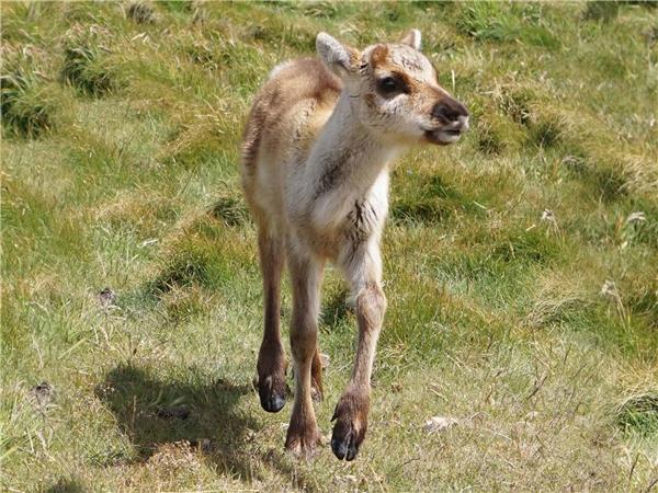 Antarctica, South Georgia and Falklands cruise