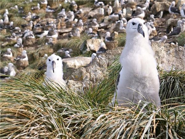 Antarctica, South Georgia and Falklands cruise