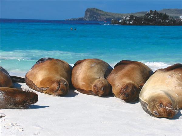 Galapagos cruise vacation