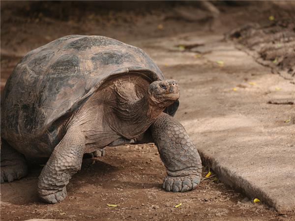 Galapagos & Inca Trail tour