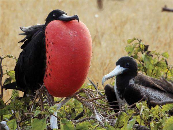 Galapagos family vacation