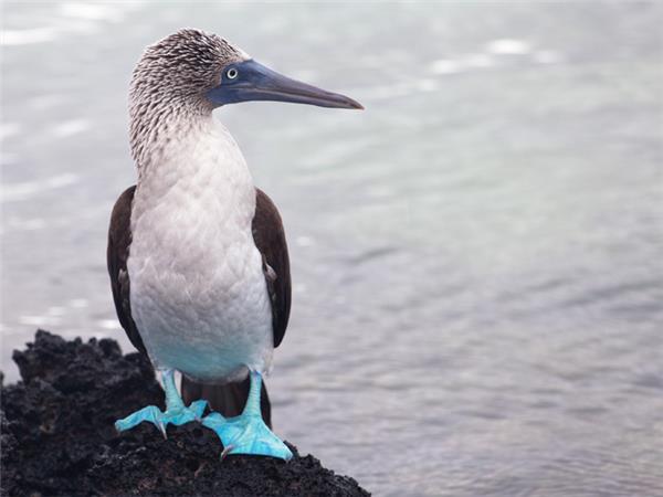 Galapagos family vacation