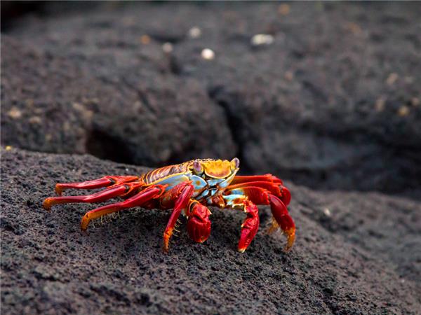 Galapagos family vacation