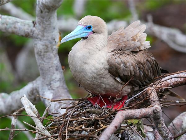 Galapagos family vacation