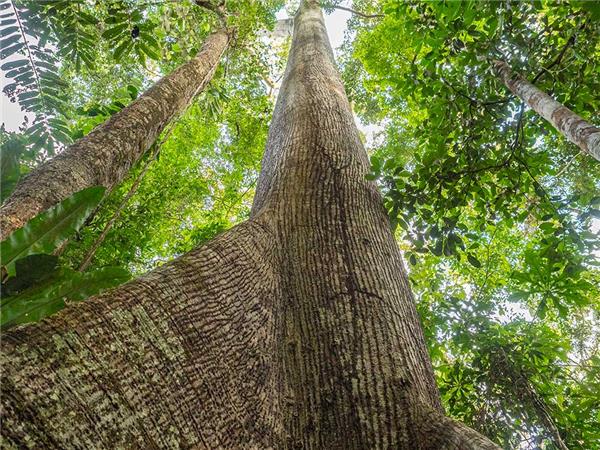Peru Amazon tour, 4 days