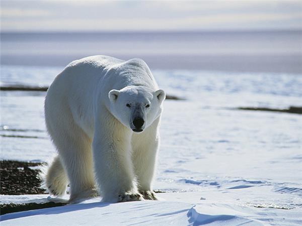 Spitsbergen, East Greenland to Iceland Arctic cruise
