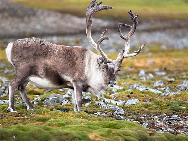 Spitsbergen, East Greenland to Iceland Arctic cruise