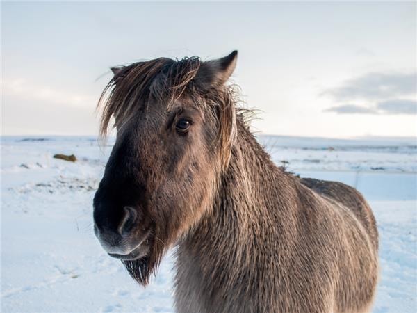 Northern Lights tour in Iceland