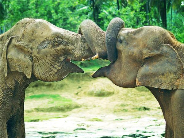 Sri Lanka small group tour with added comfort