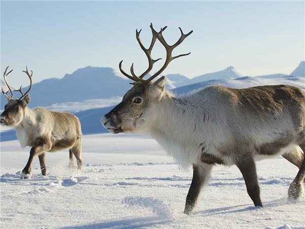 Finnish Lapland Adventure holiday