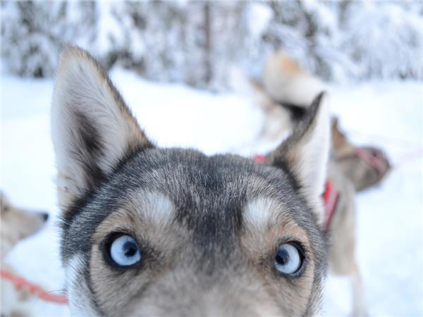 Finnish Lapland Adventure holiday