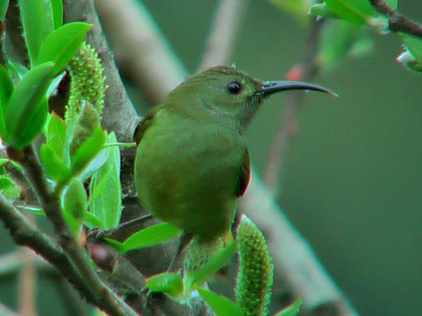 Bird watching tour in Bhutan