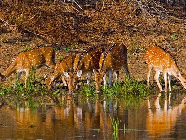 Nepal wildlife tour, Chitwan & Bardia