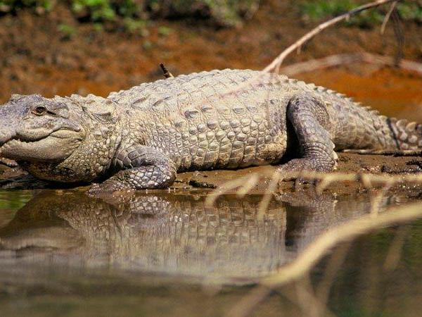 Nepal wildlife tour, Chitwan & Bardia