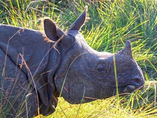 Nepal wildlife tour, Chitwan & Bardia