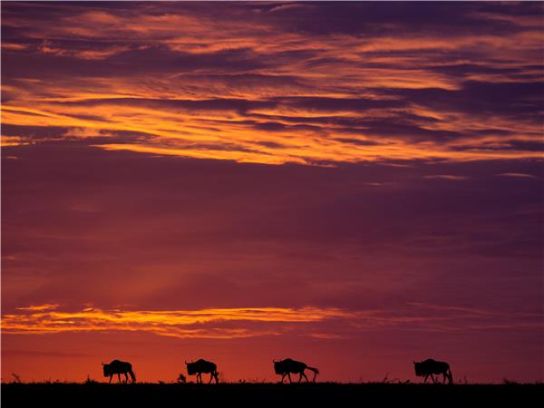 Gorilla safari & the Masai Mara