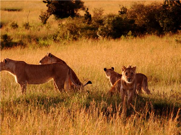 Gorilla safari & the Masai Mara