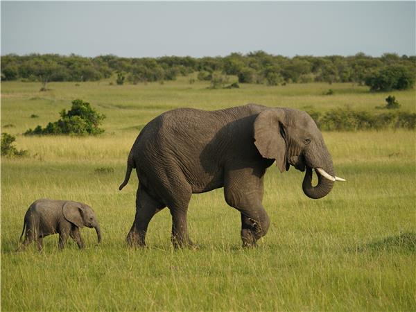 Gorilla safari & the Masai Mara