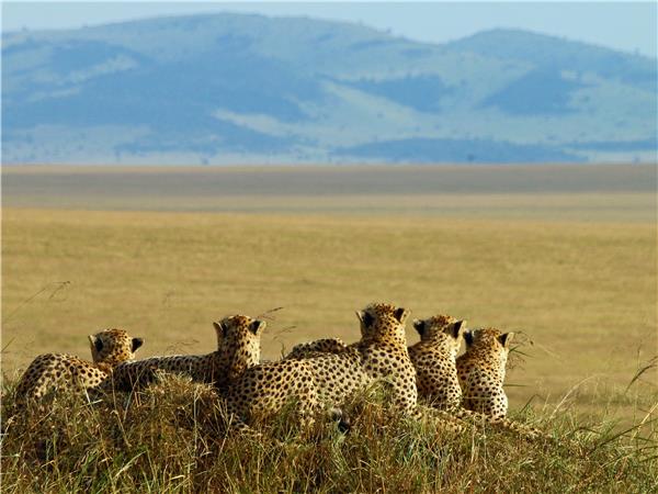 Gorilla safari & the Masai Mara
