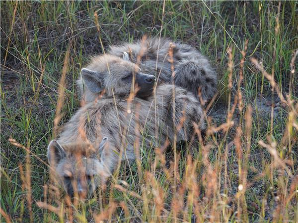 Gorilla safari & the Masai Mara