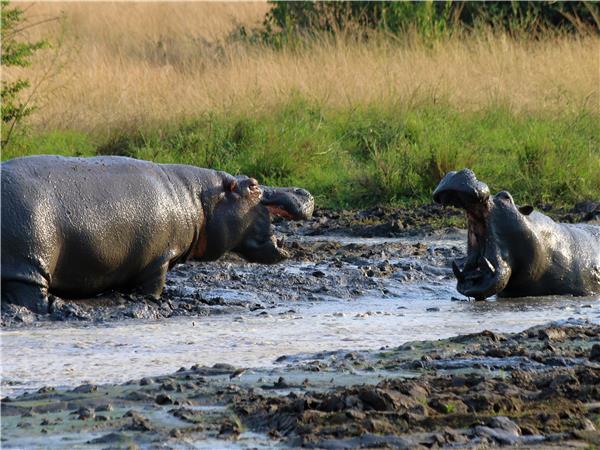Gorilla safari & the Masai Mara