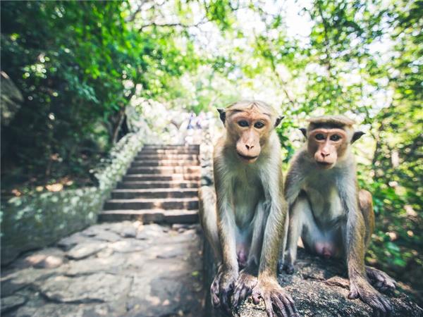 Family vacation in Sri Lanka