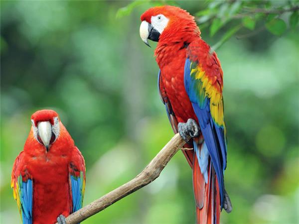 Costa Rica family adventure vacation