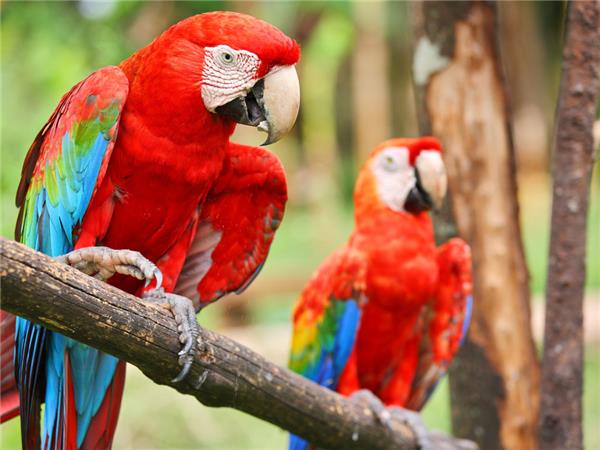 Costa Rica family adventure vacation
