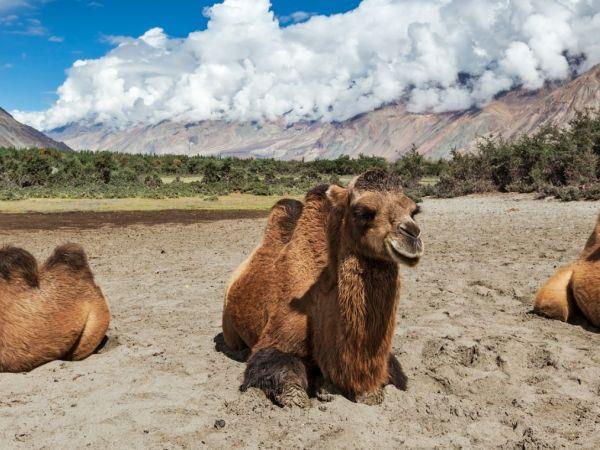 Ladakh adventure vacations, India