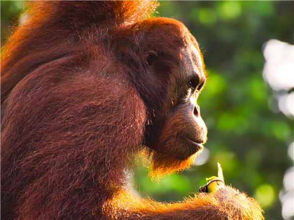 Borneo and Malaysia small group holiday