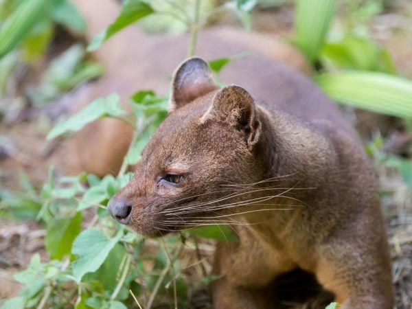 Madagascar vacation, overland adventure