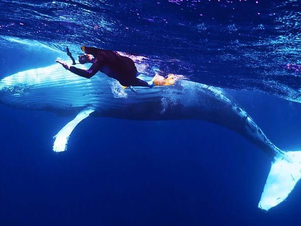 Budget Tonga vacation, swim with humpback whales