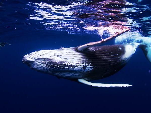 Budget Tonga vacation, swim with humpback whales