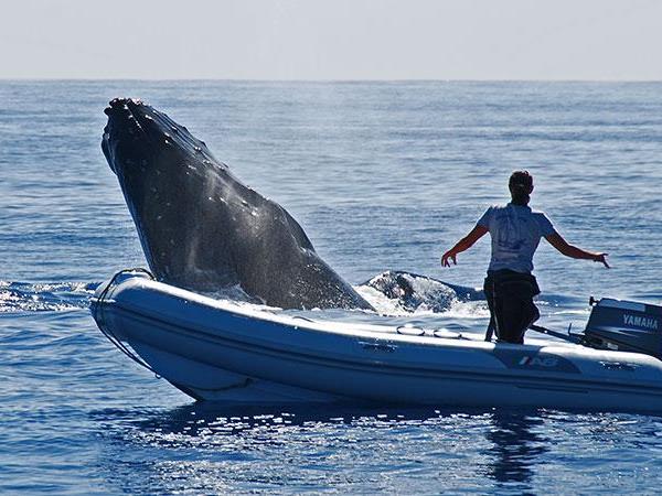 Budget Tonga Vacation Swim With Humpback Whales Helping Dreamers Do