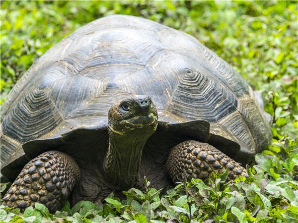Island hopping vacationin the Galapagos