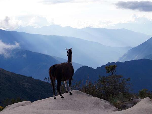 Inca trail & Amazon Rainforest vacation