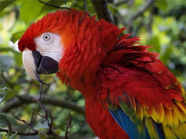 Inca trail & Amazon Rainforest vacation