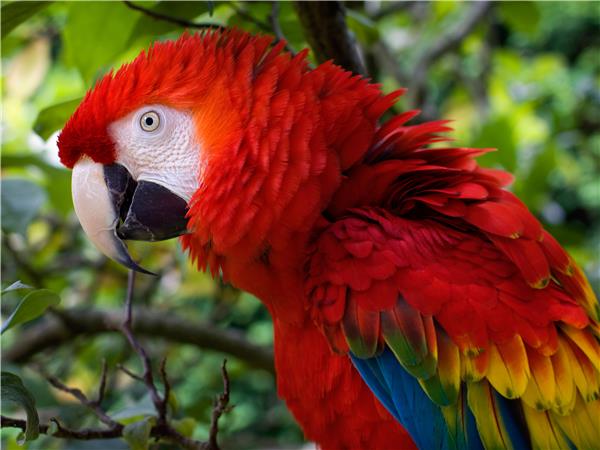 Inca trail & Amazon Rainforest vacation