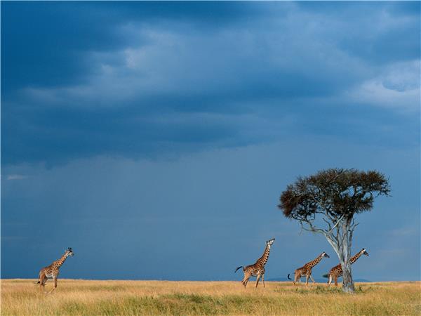 Kenya highlights safari