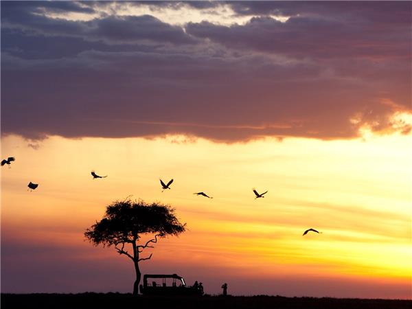 Kenya highlights safari