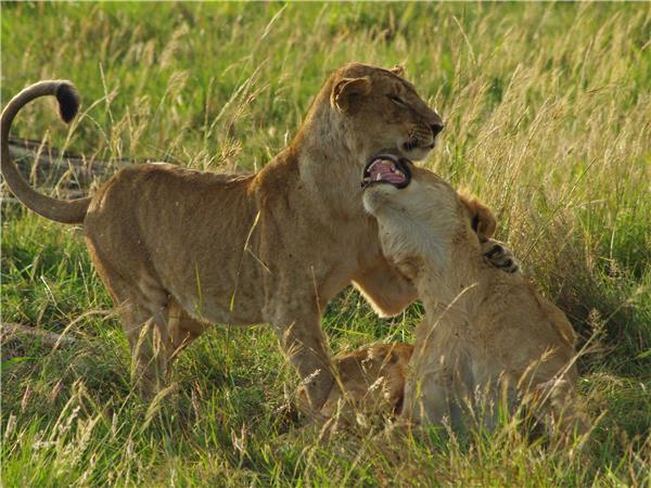 Kenya highlights safari